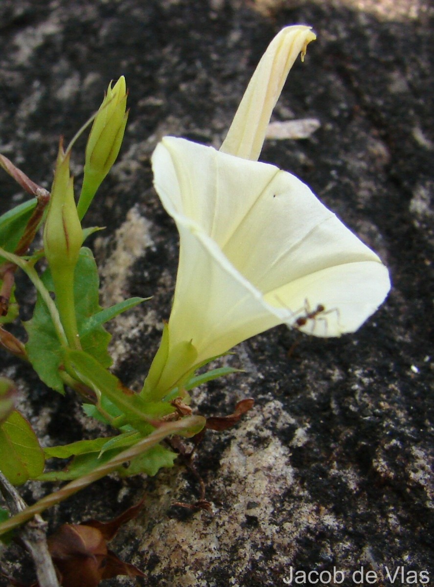 Xenostegia tridentata (L.) D.F.Austin & Staples
